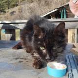 Picture of cat found at Salins Fontaine