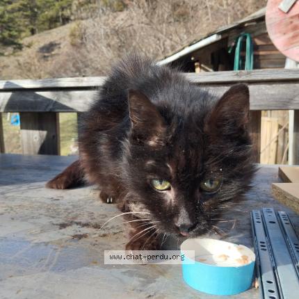 Photo 1/1 Found cat Found in Salins fontaine