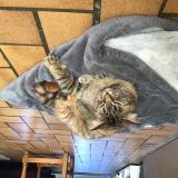 Picture of cat lost at Saint Sever