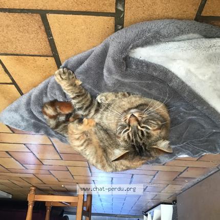 Photo 1/1 Tara Chat lost in Saint sever