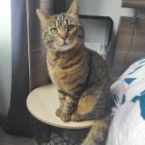 Picture of cat lost at Le Relecq Kerhuon