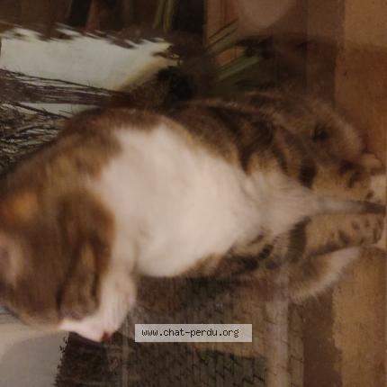 Photo 1/1 Found cat Found in Perigny sur yerres