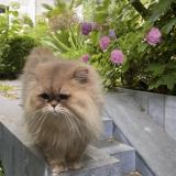 Picture of cat lost at Neuilly Sur Seine