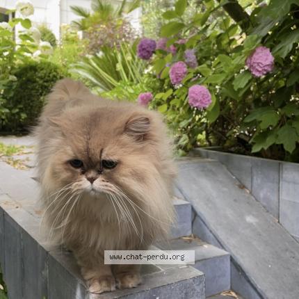 Photo 1/1 HOMER Chat lost in Neuilly sur seine