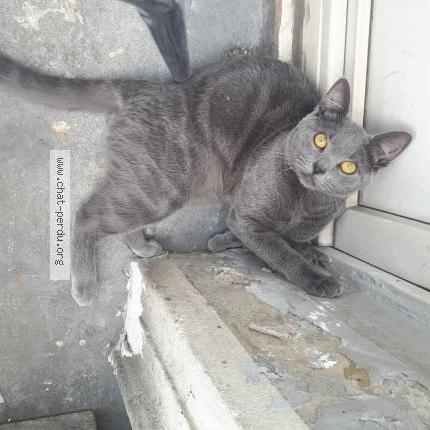 Photo 1/1 Bella Chat lost in Laeken