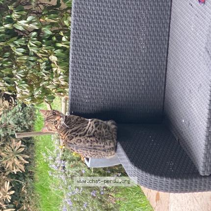 Photo 1/1 Andorra Chat lost in Les taillades