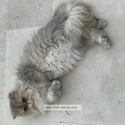 Photo 1/1 HOMER Chat lost in Neuilly sur seine