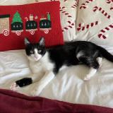 Picture of cat lost at Rehon