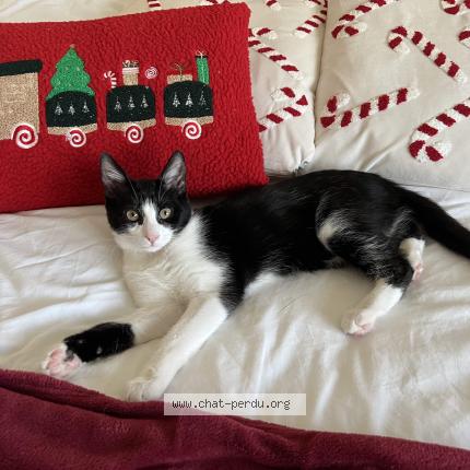 Photo 1/1 Léonard Chat lost in Rehon