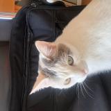 Picture of cat lost at Bart