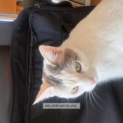 Photo 1/1 Luna Chat lost in Bart