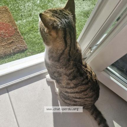 Photo 1/1 Balthazar Chat lost in Vitrolles