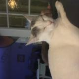 Picture of cat lost at Bart