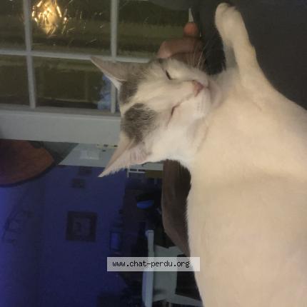 Photo 1/1 Luna Chat lost in Bart