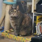 Picture of cat lost at Laneuveville Devant Nancy