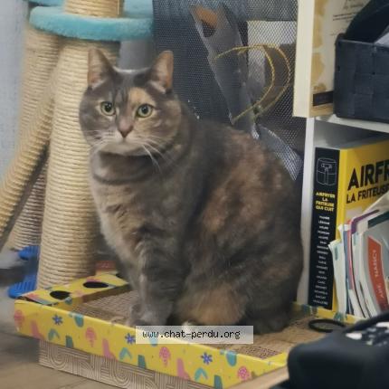 Photo 1/1 bonita Chat lost in Laneuveville devant nancy