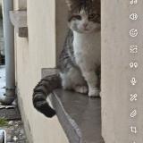 Picture of cat found at Sin Le Noble