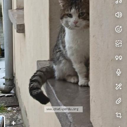 Photo 1/1 Found cat Found in Sin le noble