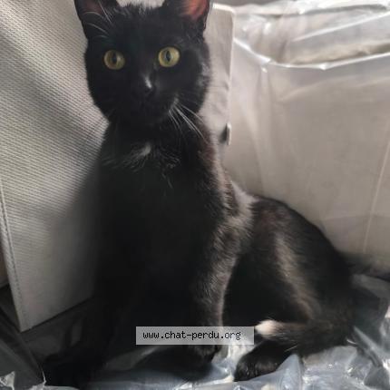 Foto 2/2 Kat teruggevonden Vermist in Laeken