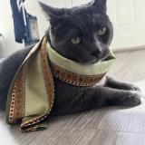 Picture of cat lost at Calgary