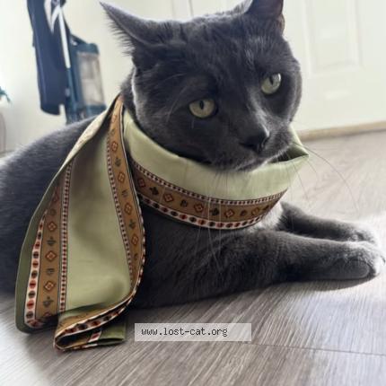 Photo 1/1 Bulut Chat lost in Calgary