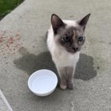 Picture of cat found at Bouffere