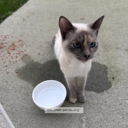 Photo 1/1 Found cat Found in Bouffere