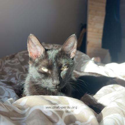 Photo 1/1 Baguera Chat lost in Saint samson