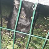 Picture of cat found at Grabels