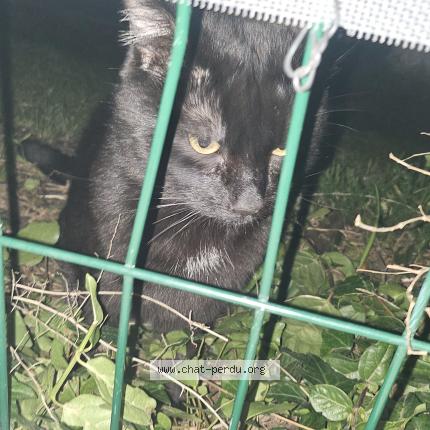 Photo 1/1 Found cat Found in Grabels