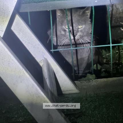 Photo 1/2 Found cat Found in Grabels