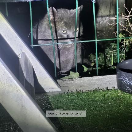 Photo 2/2 Found cat Found in Grabels