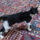 Picture of cat lost at Muret