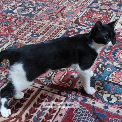 Photo 1/1 Coquin Chat lost in Muret