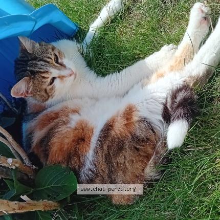 Photo 1/1 Éden Chat lost in Saint georges sur allier