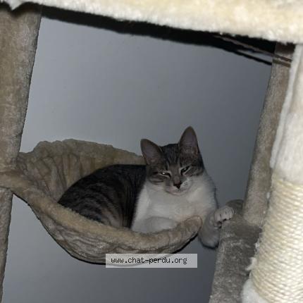 Photo 1/1 Alba Chat lost in Certe