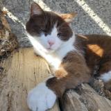 Picture of cat lost at Greville Hague