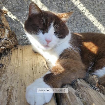 Photo 1/1 Haribo Chat lost in Greville hague