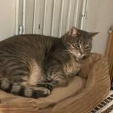 Picture of cat lost at Mesland