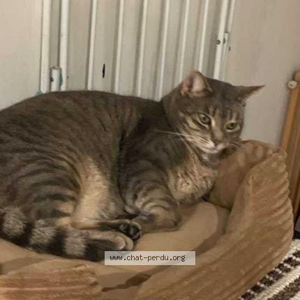 Photo 1/1 Lagherta Chat lost in Mesland