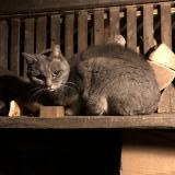 Picture of cat found at La Chaux De Fonds