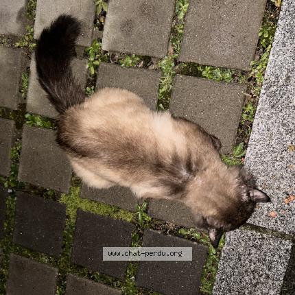 Photo 1/1 Found cat Found in Rennes