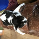 Picture of cat lost at Saint Sebastien Piriac Sur Mer