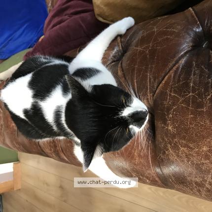 Photo 1/1 Cat reunited Lost in Saint sebastien piriac sur mer