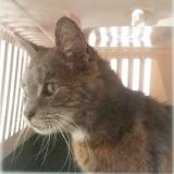 Picture of cat lost at Parigny