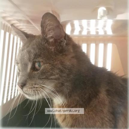 Photo 1/1 CAJOU Chat lost in Parigny