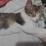 Picture of cat lost at Ciudad De Mexico