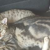 Picture of cat lost at Gilbert