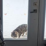 Picture of cat found at L Ancienne Lorette