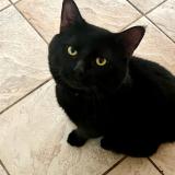 Picture of cat lost at Shawinigan